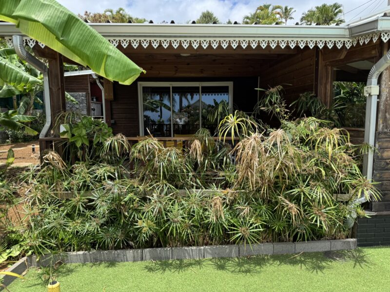 L'Allamanda gîte de 2 à 4 personnes La Réunion