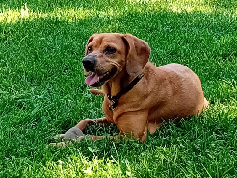 Loue villa jusqu'à 8 personnes avec piscine et piano à queue