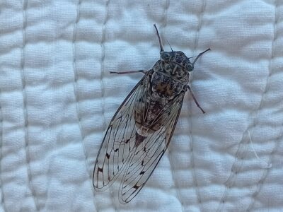 Loue villa jusqu'à 8 personnes avec piscine et piano à queue